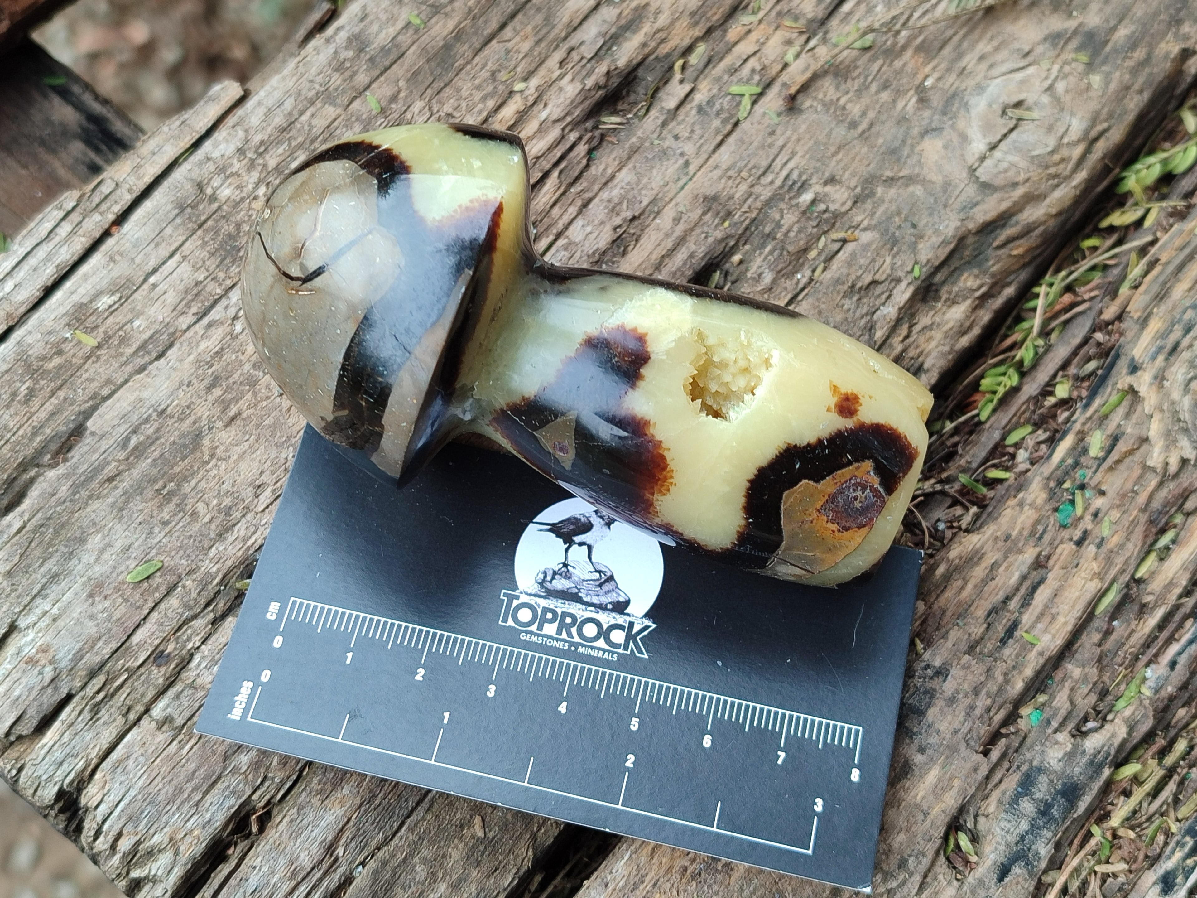 Polished Large Septerye Mushrooms x 6 From Mahajanga, Madagascar
