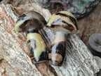 Polished Large Septerye Mushrooms x 6 From Mahajanga, Madagascar