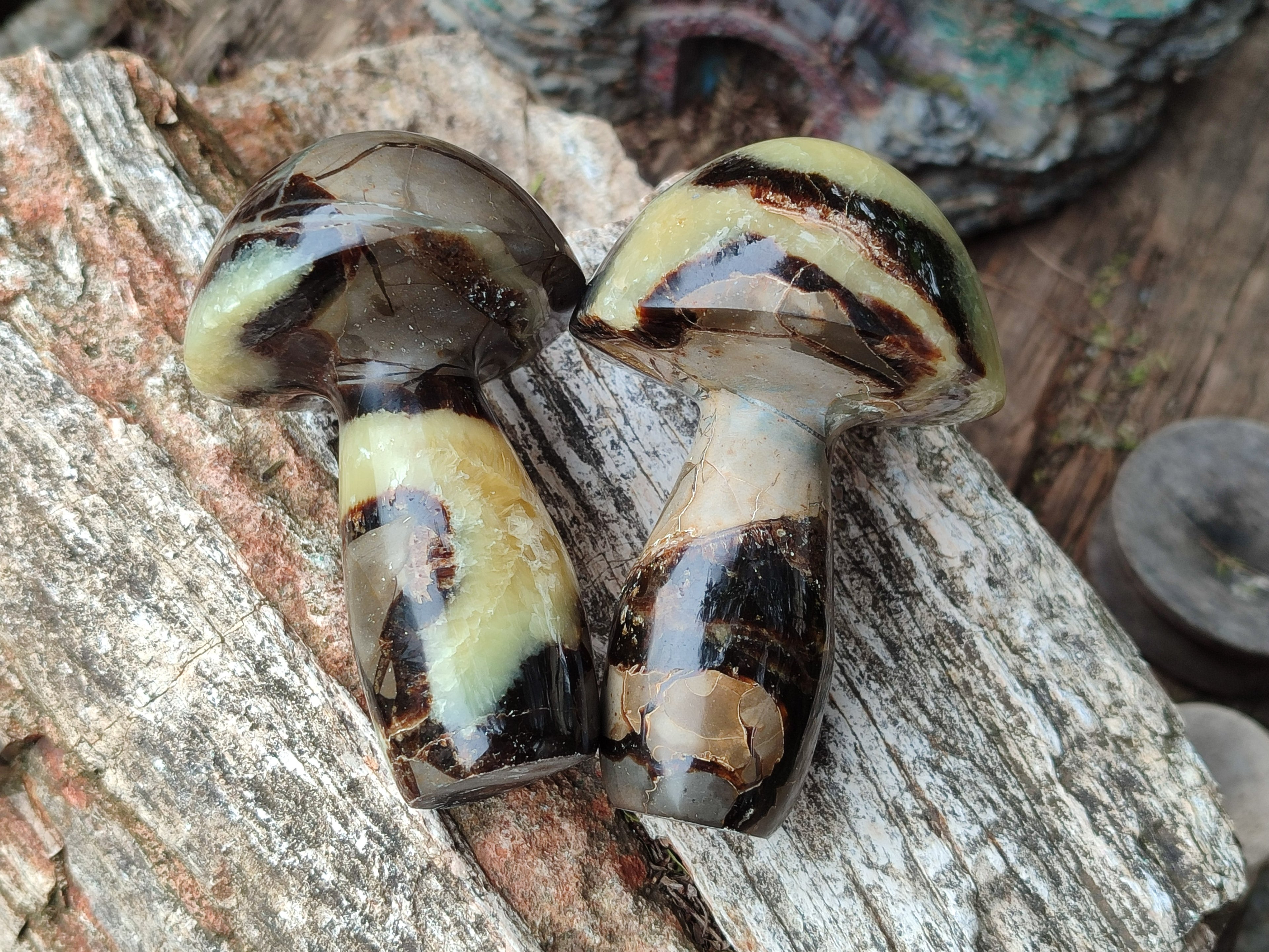 Polished Large Septerye Mushrooms x 6 From Mahajanga, Madagascar