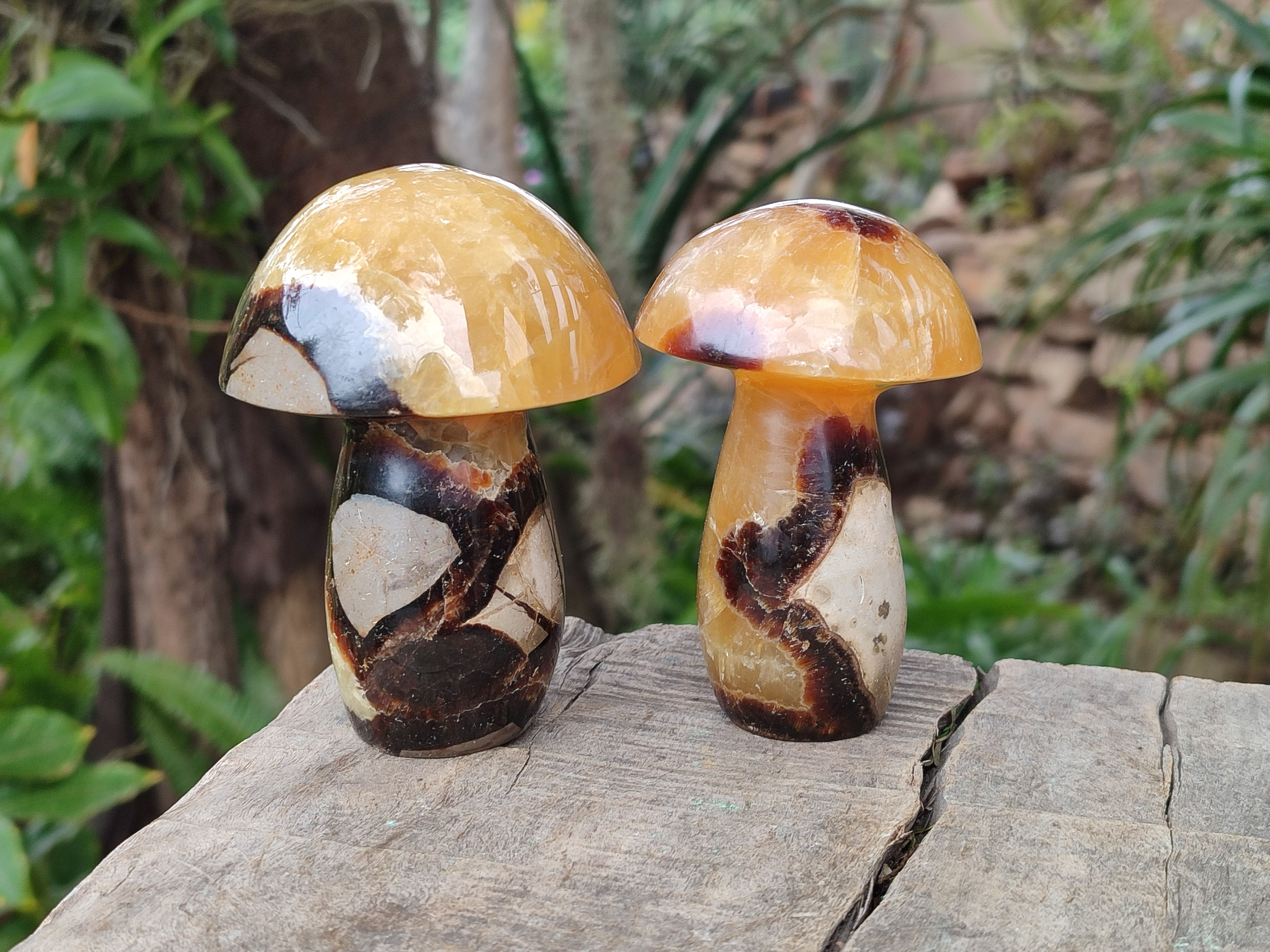 Polished Large Septerye Mushrooms x 6 From Mahajanga, Madagascar