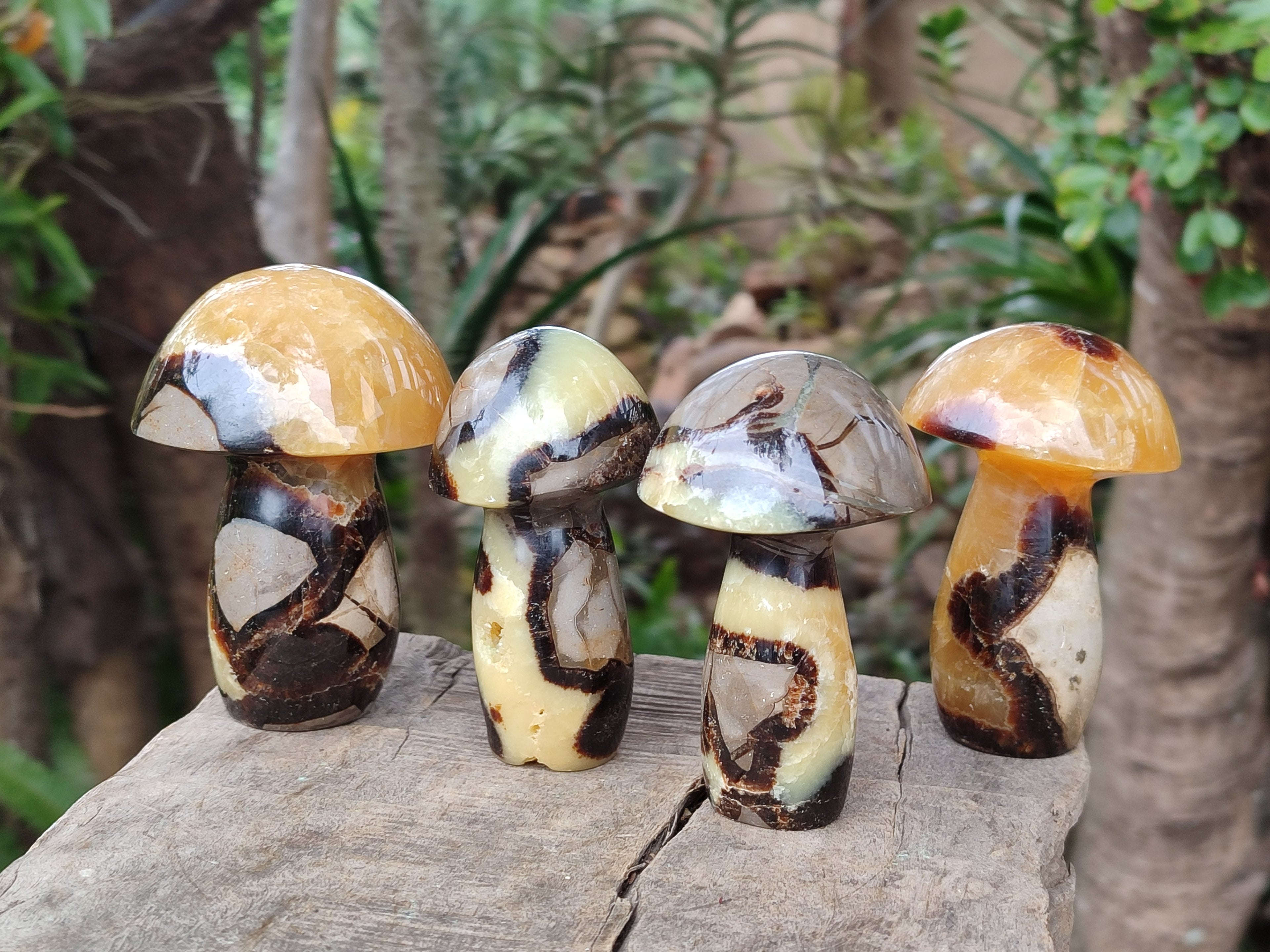 Polished Large Septerye Mushrooms x 6 From Mahajanga, Madagascar