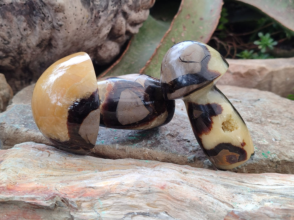 Polished Large Septerye Mushrooms x 6 From Mahajanga, Madagascar