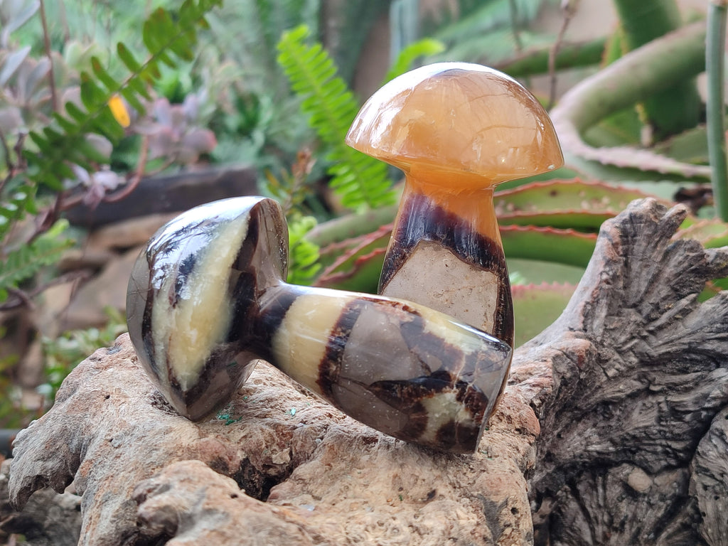 Polished Large Septerye Mushrooms x 6 From Mahajanga, Madagascar