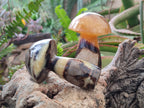 Polished Large Septerye Mushrooms x 6 From Mahajanga, Madagascar