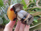 Polished Large Septerye Mushrooms x 6 From Mahajanga, Madagascar
