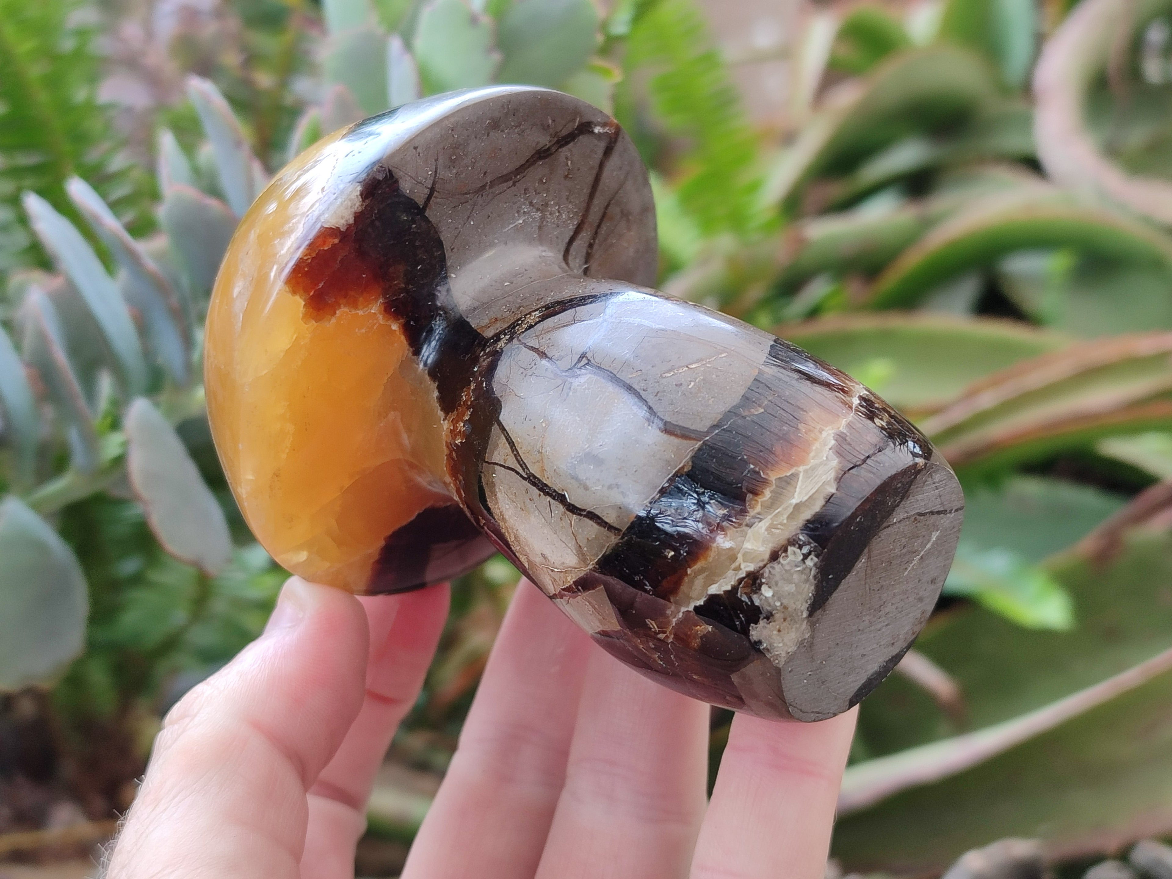 Polished Large Septerye Mushrooms x 6 From Mahajanga, Madagascar