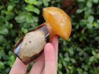 Polished Large Septerye Mushrooms x 6 From Mahajanga, Madagascar