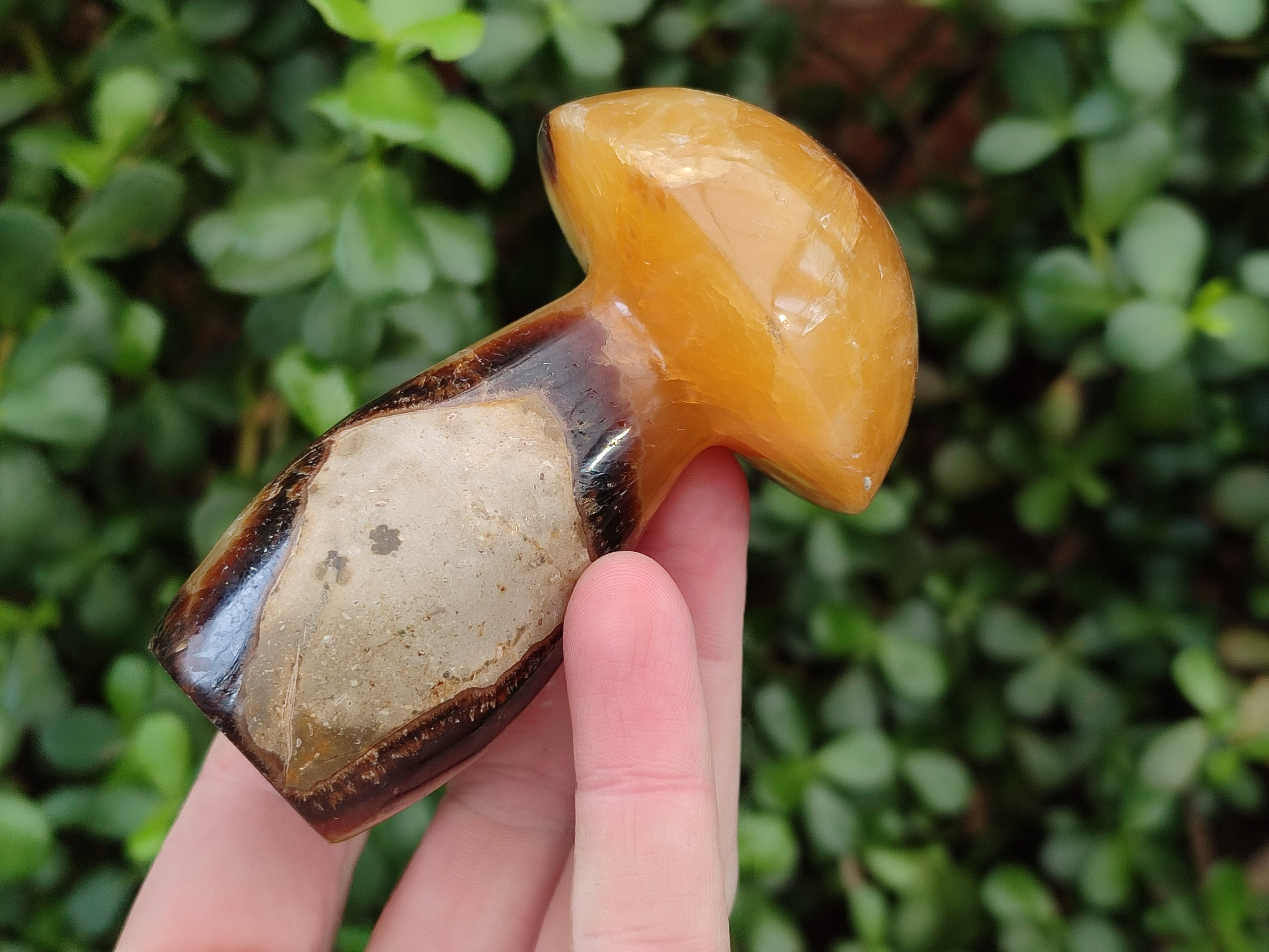 Polished Large Septerye Mushrooms x 6 From Mahajanga, Madagascar