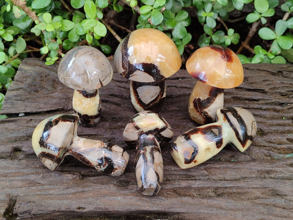 Polished Large Septerye Mushrooms x 6 From Mahajanga, Madagascar