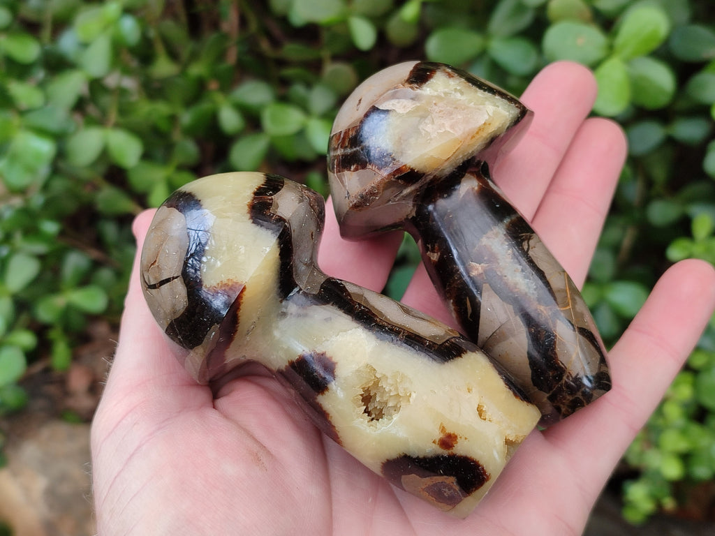 Polished Large Septerye Mushrooms x 6 From Mahajanga, Madagascar