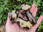 Polished Large Septerye Mushrooms x 6 From Mahajanga, Madagascar