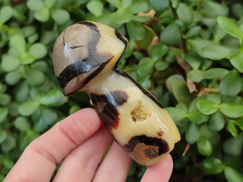 Polished Large Septerye Mushrooms x 6 From Mahajanga, Madagascar