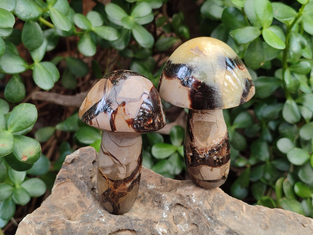 Polished Large Septerye Mushrooms x 6 From Mahajanga, Madagascar