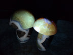 Polished Large Septerye Mushrooms x 6 From Mahajanga, Madagascar