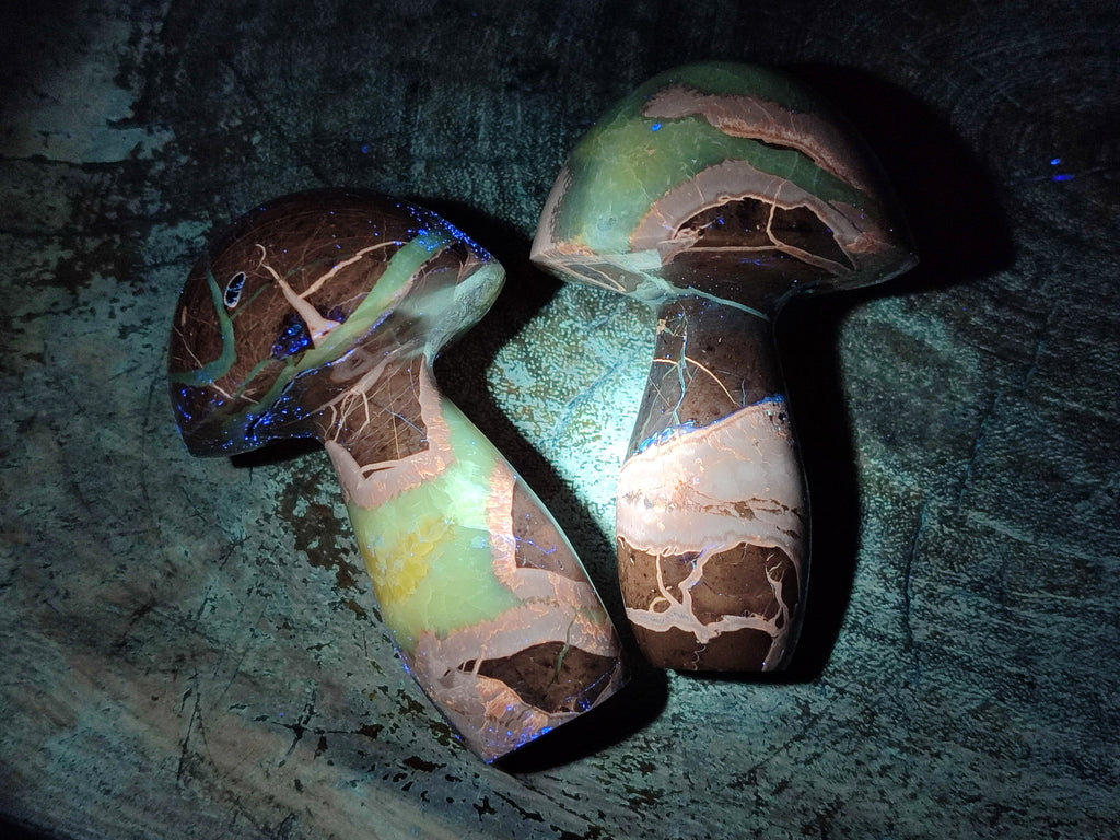 Polished Large Septerye Mushrooms x 6 From Mahajanga, Madagascar