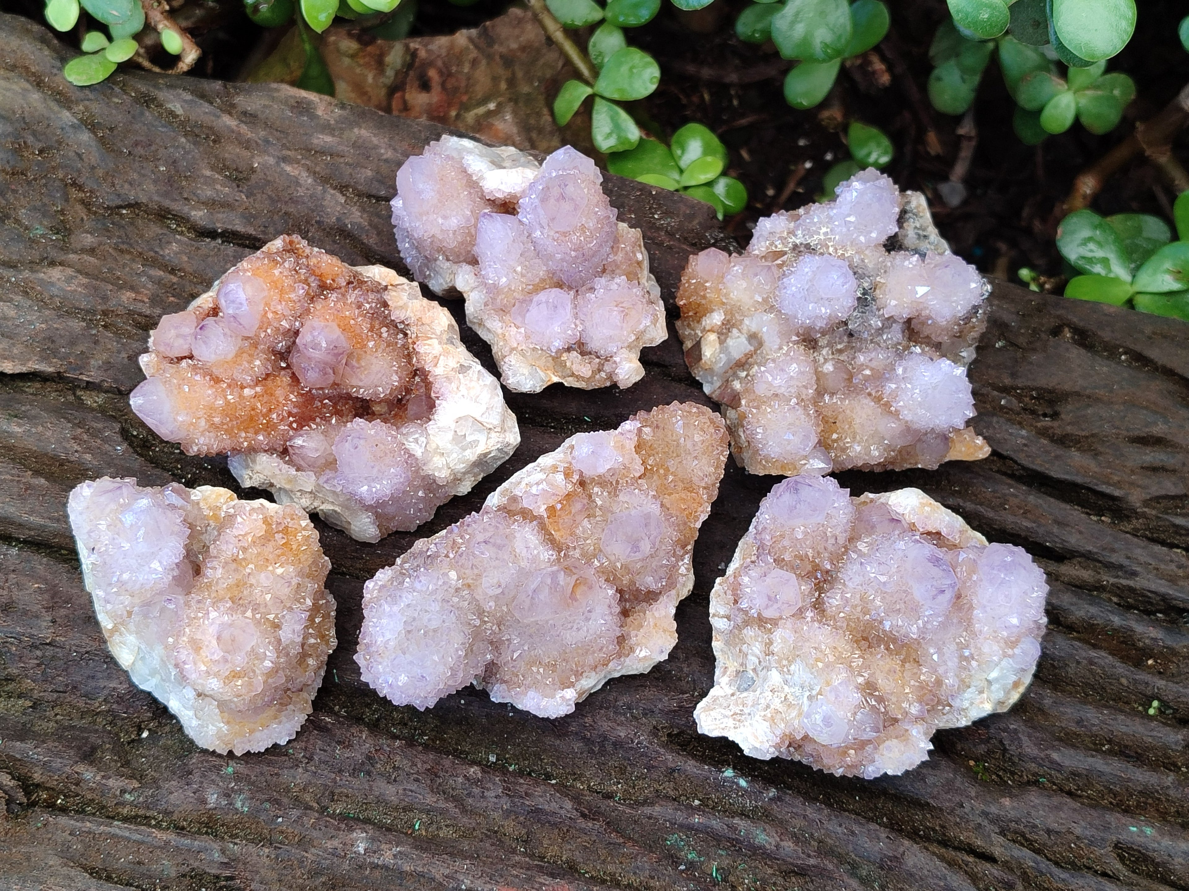 Natural Spirit Ametrine Clusters x 6 From Boekenhouthoek, South Africa - Toprock Gemstones and Minerals 