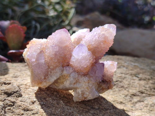 Natural Spirit Ametrine Clusters x 6 From Boekenhouthoek, South Africa - Toprock Gemstones and Minerals 