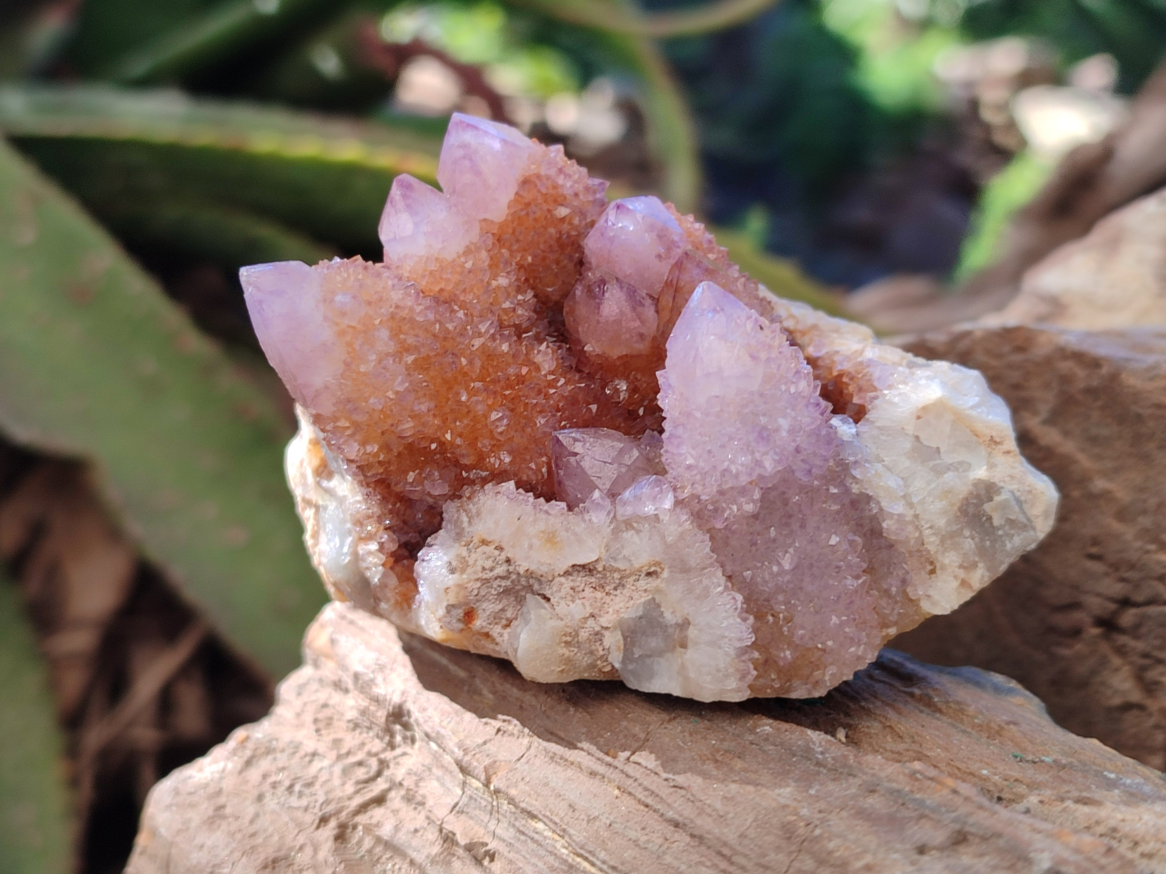 Natural Spirit Ametrine Clusters x 6 From Boekenhouthoek, South Africa - Toprock Gemstones and Minerals 