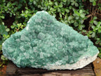Natural XXL Green Cubic Fluorite Specimen x 1 From Mandrosonoro, Madagascar - Toprock Gemstones and Minerals 