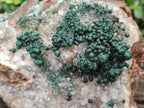Natural Large Cabinet Ball Malachite Specimen Coated with Drusy Quartz on Dolomite x 1 From Mindingi Mine, Congo - Toprock Gemstones and Minerals 