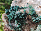 Natural Large Cabinet Ball Malachite Specimen Coated with Drusy Quartz on Dolomite x 1 From Mindingi Mine, Congo - Toprock Gemstones and Minerals 