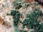 Natural Large Cabinet Ball Malachite Specimen Coated with Drusy Quartz on Dolomite x 1 From Mindingi Mine, Congo - Toprock Gemstones and Minerals 