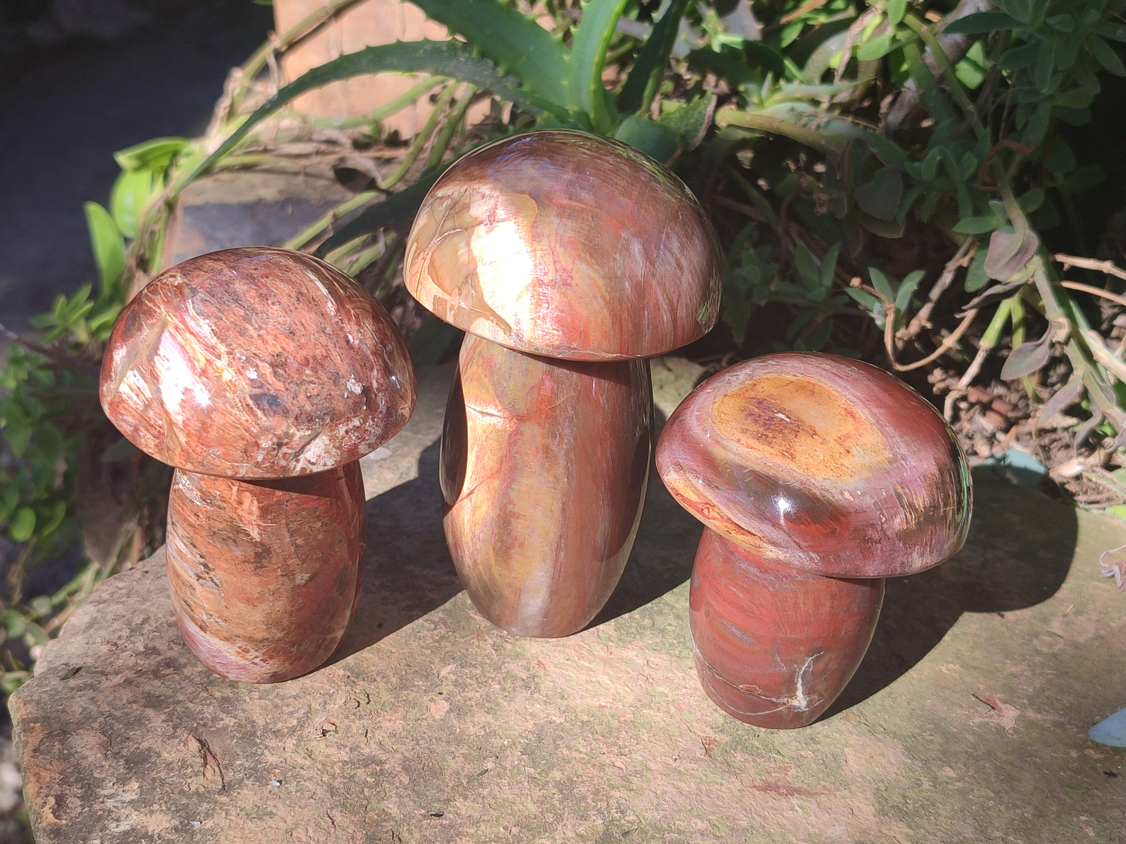 Polished Red Podocarpus Petrified Wood Mushrooms x 5 From Mahajanga, Madagascar - Toprock Gemstones and Minerals 