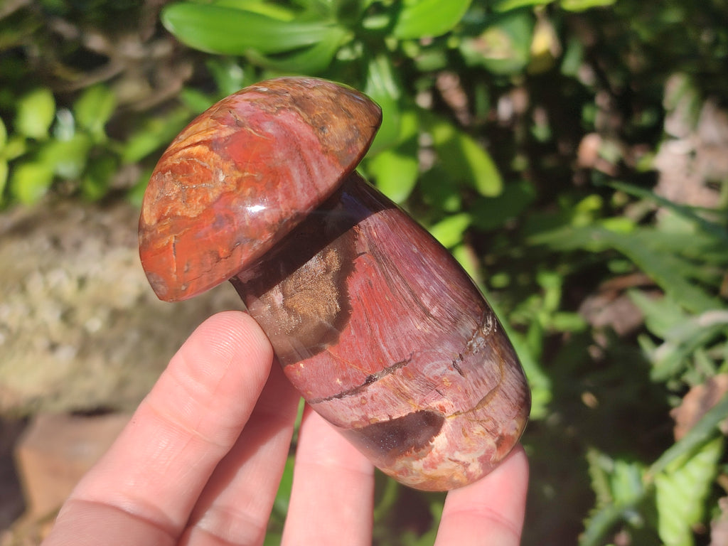 Polished Red Podocarpus Petrified Wood Mushrooms x 5 From Mahajanga, Madagascar - Toprock Gemstones and Minerals 