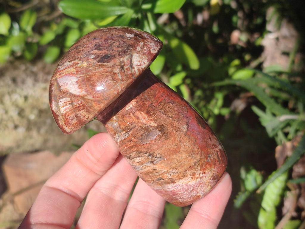Polished Red Podocarpus Petrified Wood Mushrooms x 5 From Mahajanga, Madagascar - Toprock Gemstones and Minerals 