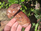 Polished Red Podocarpus Petrified Wood Mushrooms x 5 From Mahajanga, Madagascar - Toprock Gemstones and Minerals 