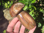 Polished Red Podocarpus Petrified Wood Mushrooms x 5 From Mahajanga, Madagascar - Toprock Gemstones and Minerals 