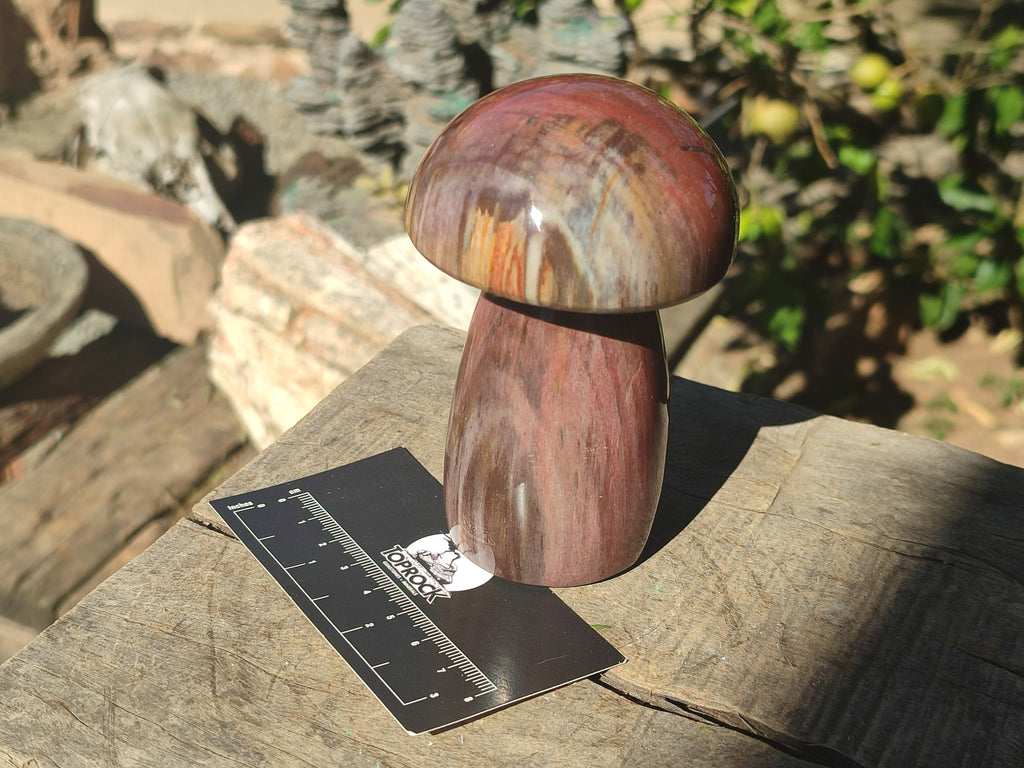 Polished Red Podocarpus Petrified Wood Mushrooms x 5 From Mahajanga, Madagascar - Toprock Gemstones and Minerals 
