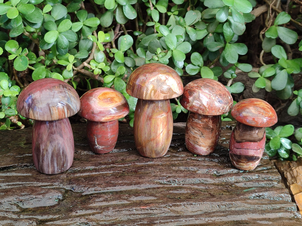 Polished Red Podocarpus Petrified Wood Mushrooms x 5 From Mahajanga, Madagascar - Toprock Gemstones and Minerals 