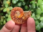 Polished Callipyloceras Ammonite Fossil Pairs x 12 From Tulear, Madagascar - Toprock Gemstones and Minerals 