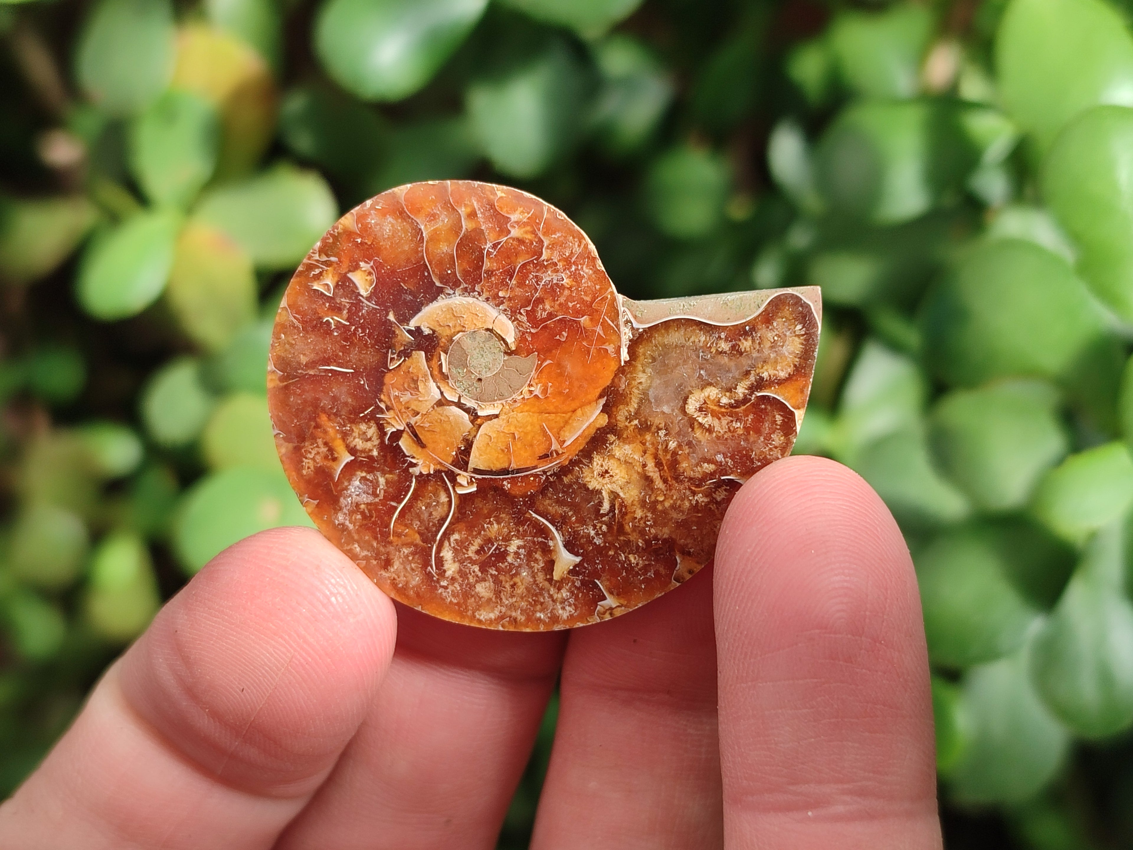 Polished Callipyloceras Ammonite Fossil Pairs x 12 From Tulear, Madagascar - Toprock Gemstones and Minerals 