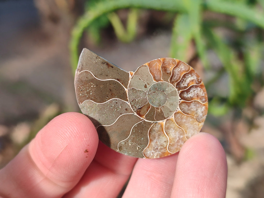 Polished Callipyloceras Ammonite Fossil Pairs x 12 From Tulear, Madagascar - Toprock Gemstones and Minerals 