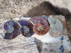 Polished Callipyloceras Ammonite Fossil Pairs x 12 From Tulear, Madagascar - Toprock Gemstones and Minerals 