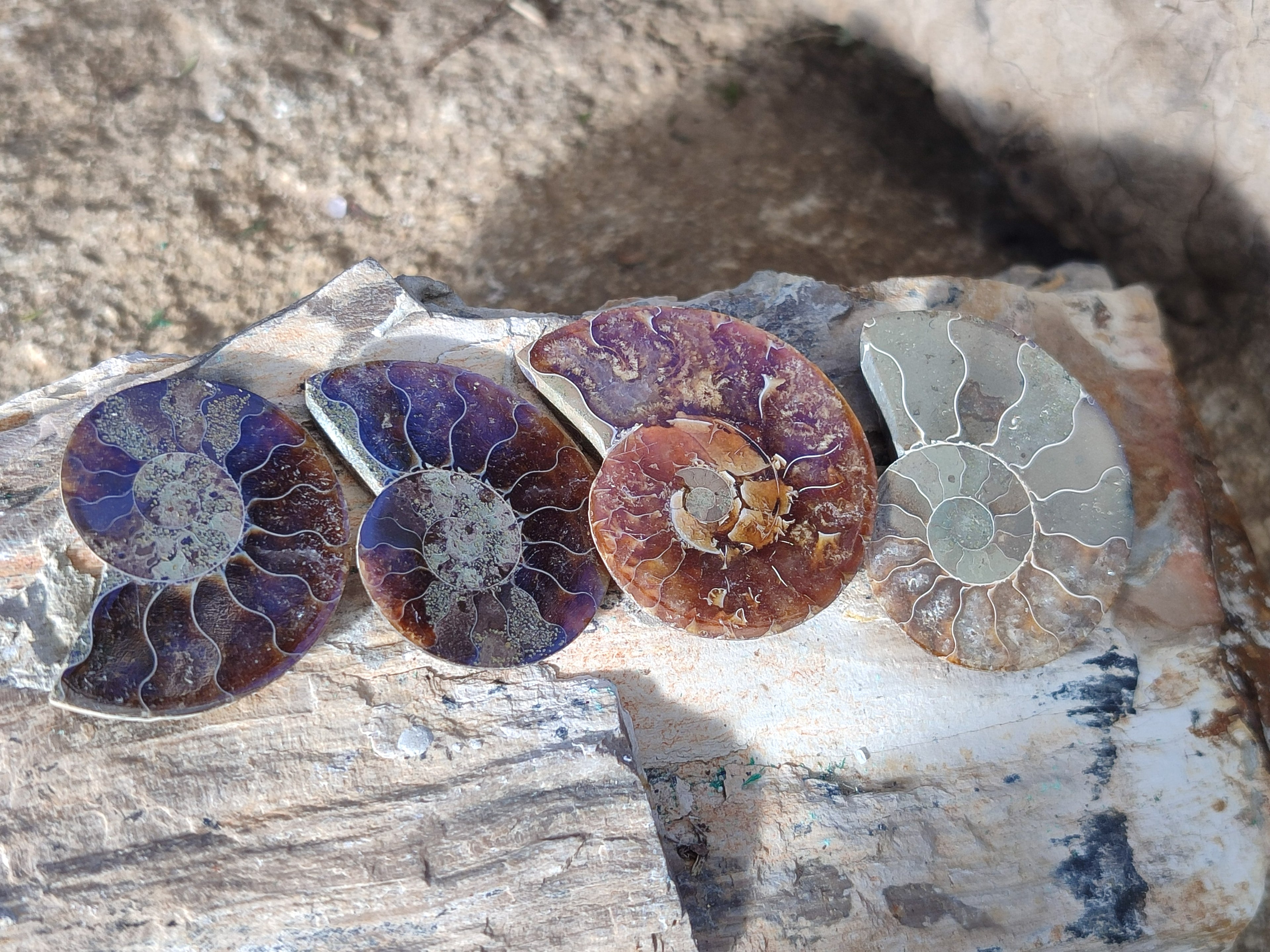 Polished Callipyloceras Ammonite Fossil Pairs x 12 From Tulear, Madagascar - Toprock Gemstones and Minerals 
