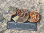 Polished Callipyloceras Ammonite Fossil Pairs x 12 From Tulear, Madagascar - Toprock Gemstones and Minerals 