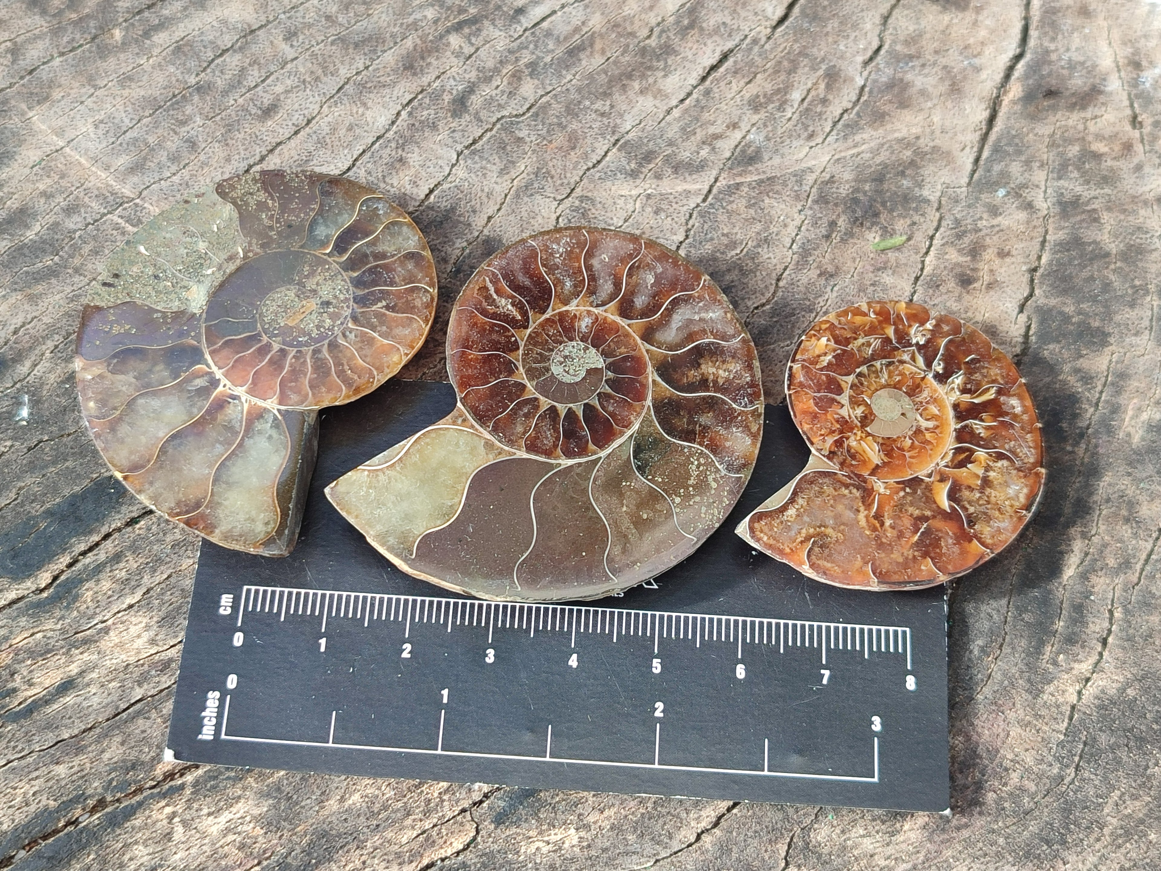 Polished Callipyloceras Ammonite Fossil Pairs x 12 From Tulear, Madagascar - Toprock Gemstones and Minerals 