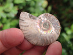 Polished Callipyloceras Ammonite Fossil Pairs x 12 From Tulear, Madagascar - Toprock Gemstones and Minerals 