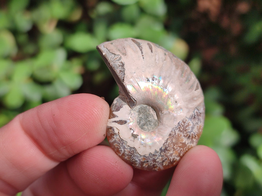 Polished Callipyloceras Ammonite Fossil Pairs x 12 From Tulear, Madagascar - Toprock Gemstones and Minerals 