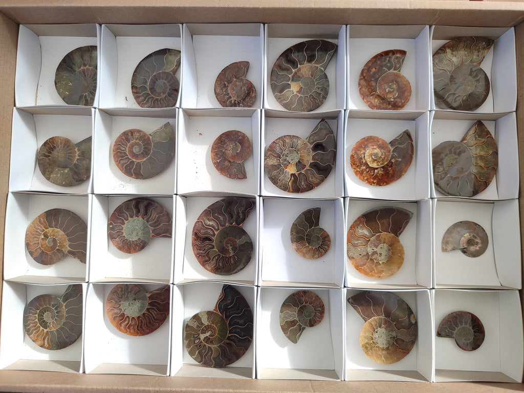 Polished Callipyloceras Ammonite Fossil Pairs x 12 From Tulear, Madagascar - Toprock Gemstones and Minerals 