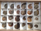 Polished Callipyloceras Ammonite Fossil Pairs x 12 From Tulear, Madagascar - Toprock Gemstones and Minerals 