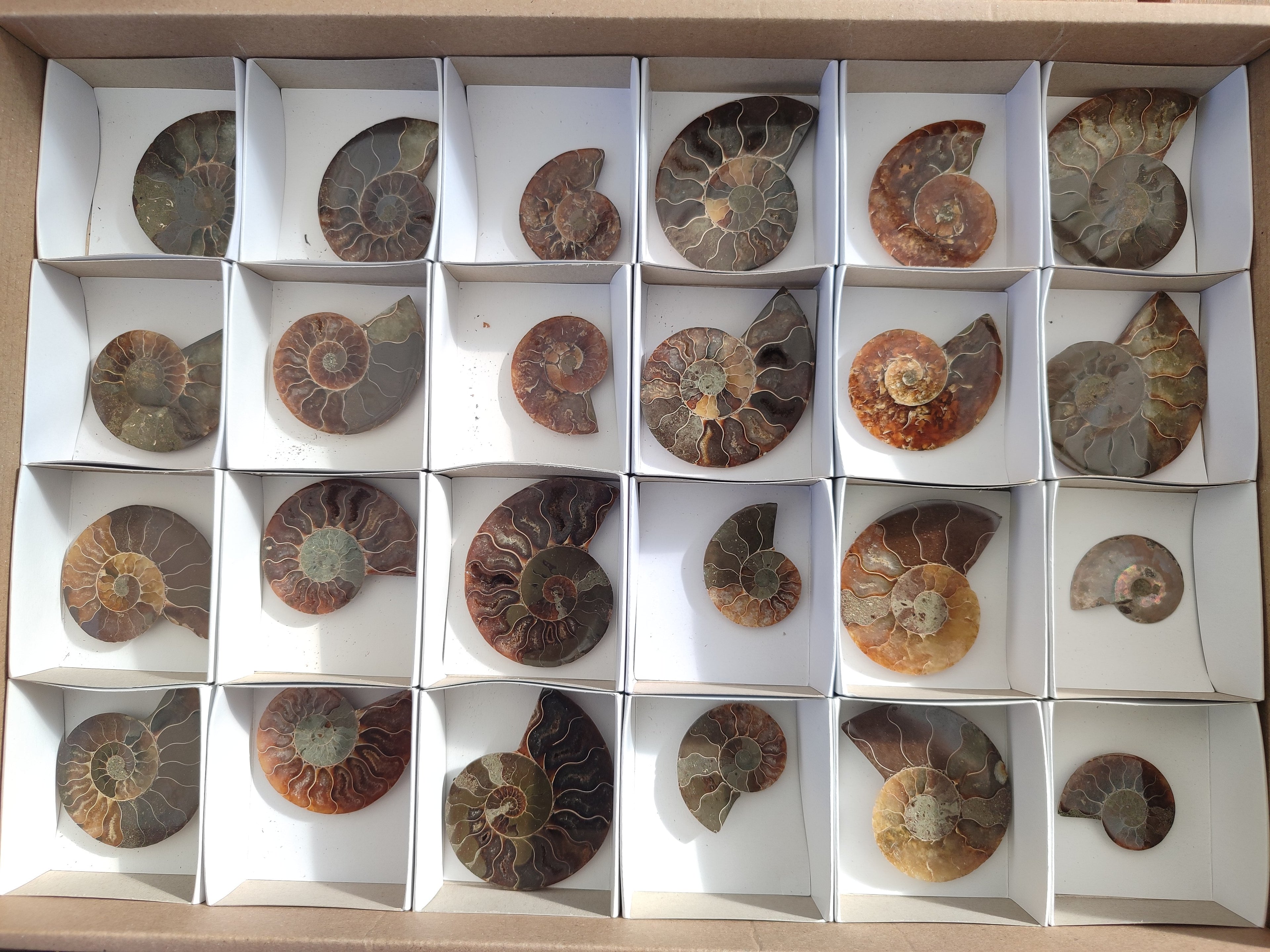 Polished Callipyloceras Ammonite Fossil Pairs x 12 From Tulear, Madagascar - Toprock Gemstones and Minerals 