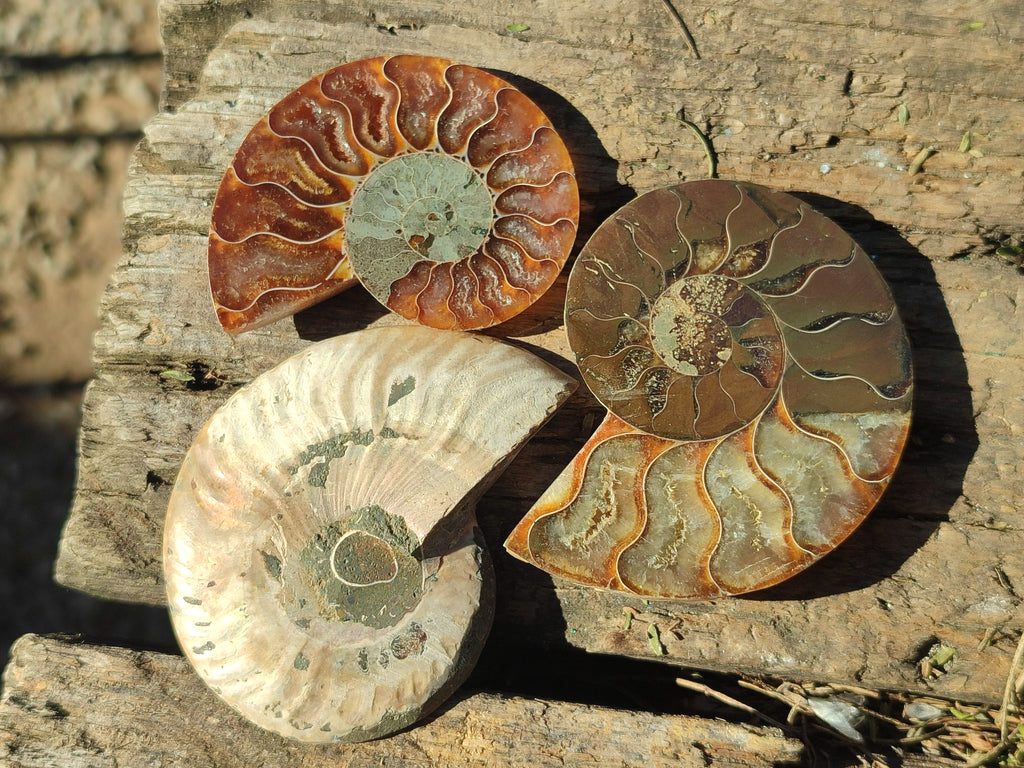 Polished Callipyloceras Ammonite Fossil Pairs x 12 From Tulear, Madagascar - Toprock Gemstones and Minerals 