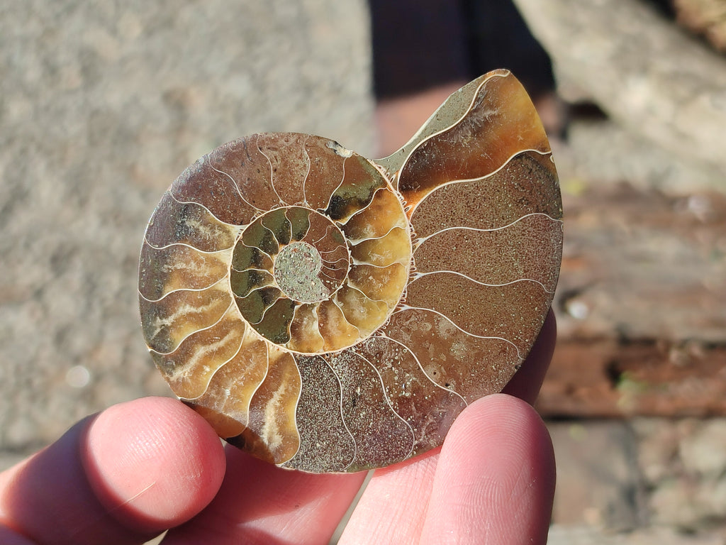 Polished Callipyloceras Ammonite Fossil Pairs x 12 From Tulear, Madagascar - Toprock Gemstones and Minerals 