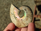 Polished Callipyloceras Ammonite Fossil Pairs x 12 From Tulear, Madagascar - Toprock Gemstones and Minerals 