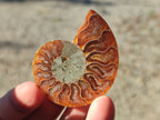 Polished Callipyloceras Ammonite Fossil Pairs x 12 From Tulear, Madagascar - Toprock Gemstones and Minerals 