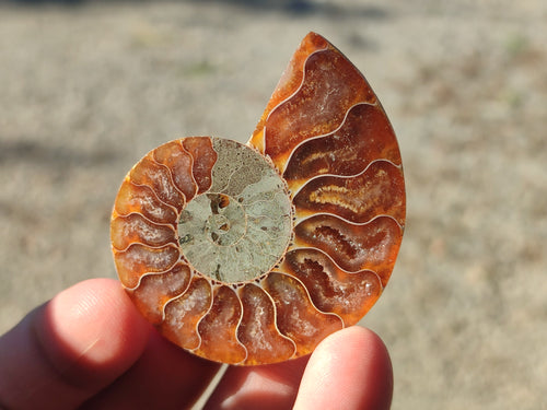 Polished Callipyloceras Ammonite Fossil Pairs x 12 From Tulear, Madagascar - Toprock Gemstones and Minerals 